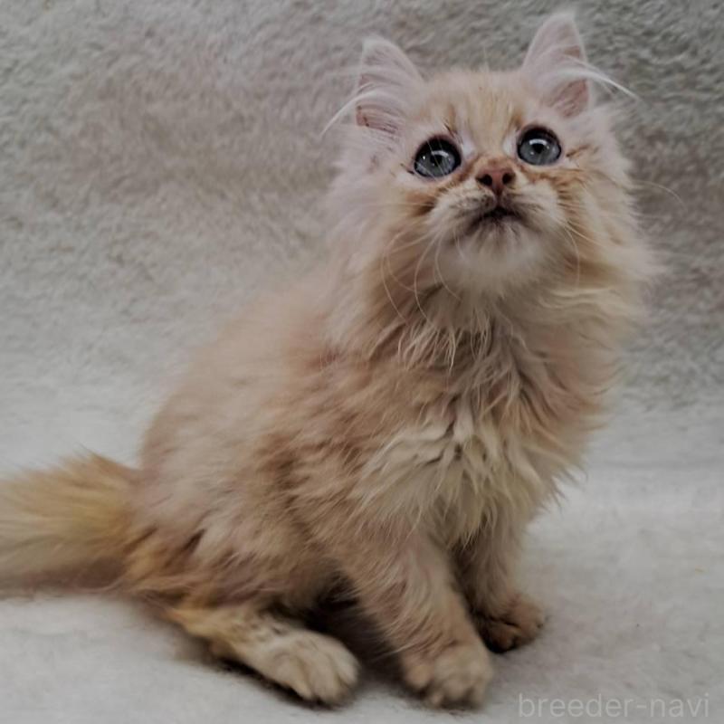 販売中の愛知県のミヌエット-127547