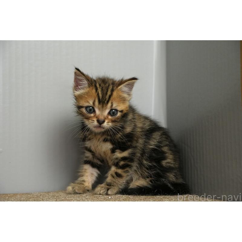 販売中の埼玉県のアメリカンショートヘア-128339の22枚目