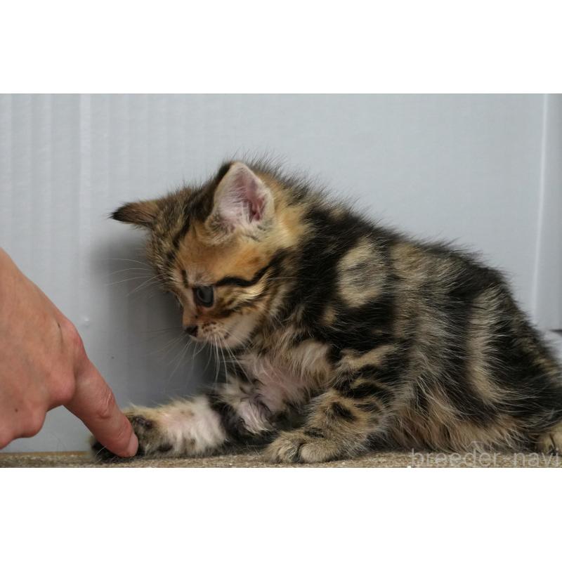 販売中の埼玉県のアメリカンショートヘア-128339の21枚目