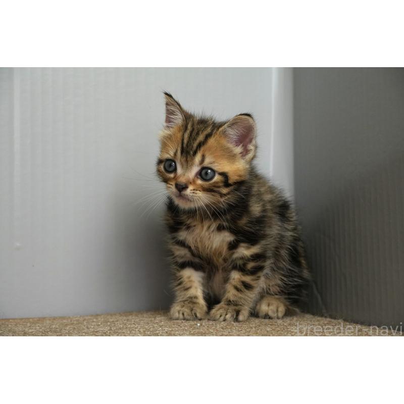 販売中の埼玉県のアメリカンショートヘア-128339の20枚目