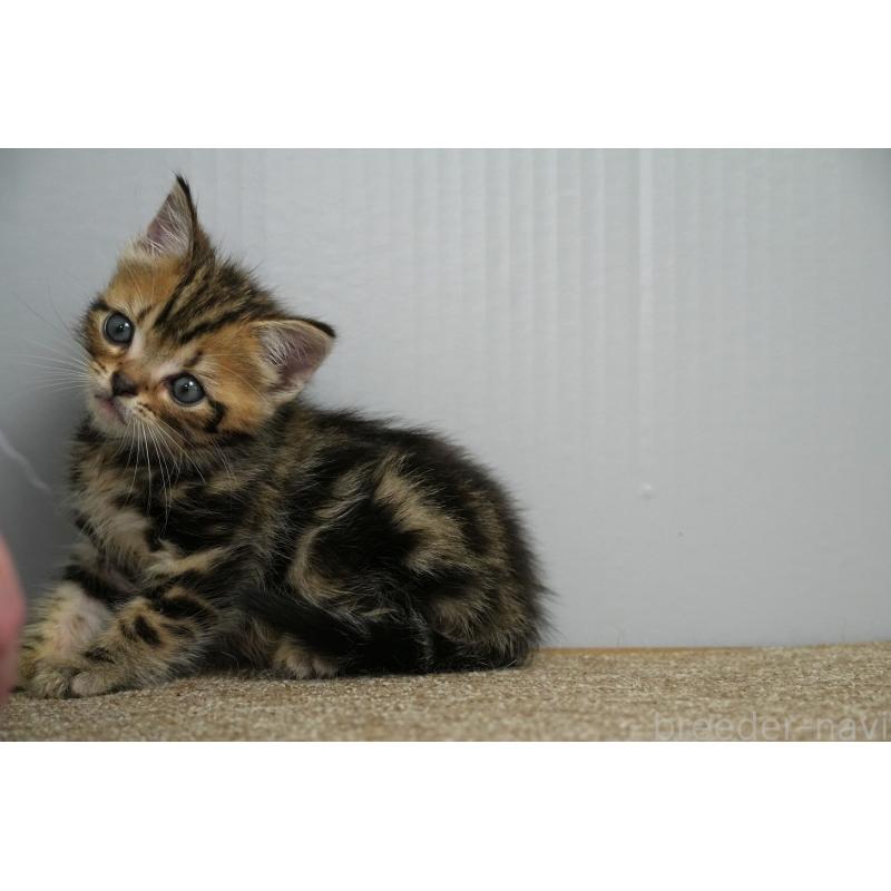 販売中の埼玉県のアメリカンショートヘア-128339の19枚目