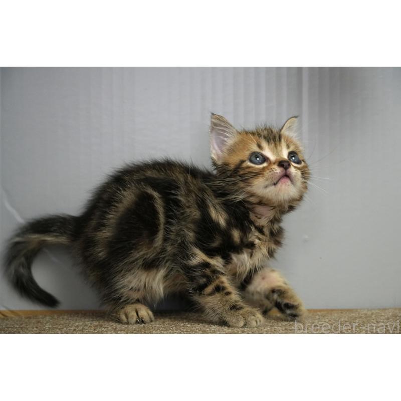 販売中の埼玉県のアメリカンショートヘア-128339の18枚目