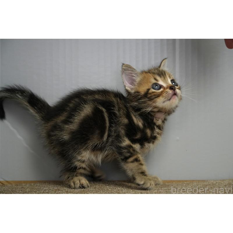 販売中の埼玉県のアメリカンショートヘア-128339の17枚目