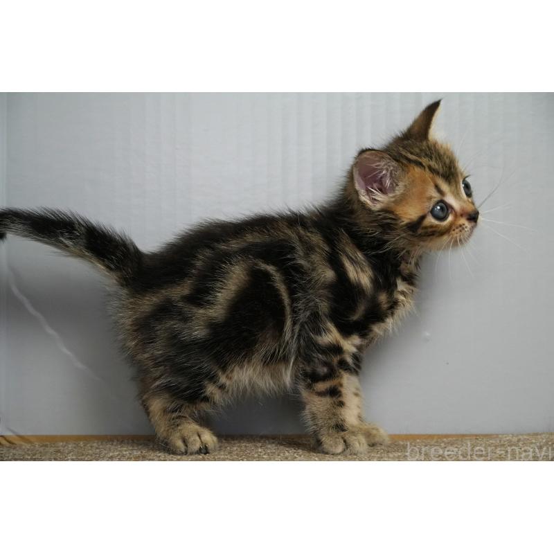 販売中の埼玉県のアメリカンショートヘア-128339の16枚目