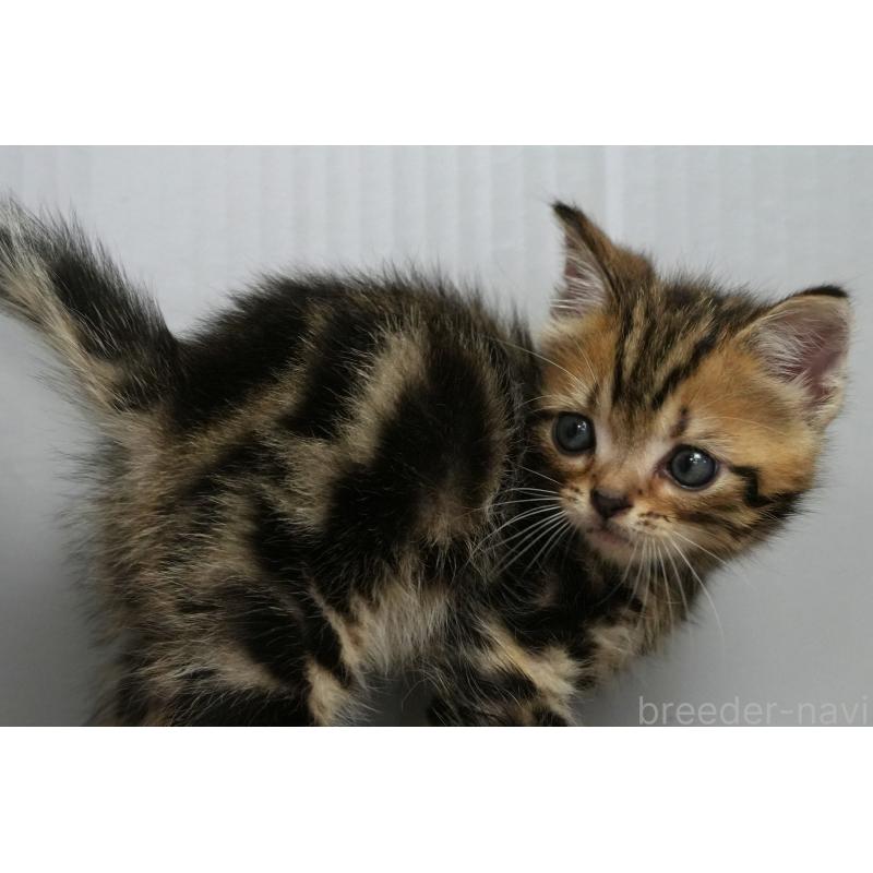 販売中の埼玉県のアメリカンショートヘア-128339の15枚目