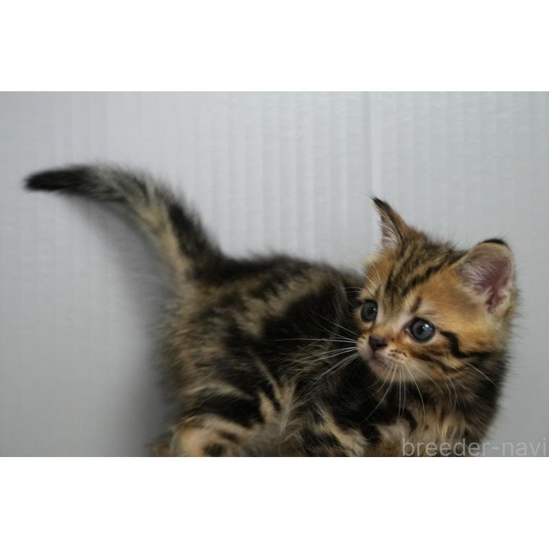 販売中の埼玉県のアメリカンショートヘア-128339の14枚目