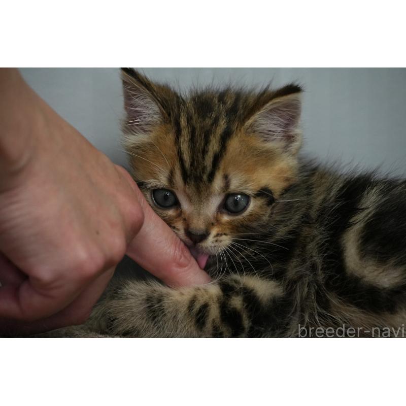 販売中の埼玉県のアメリカンショートヘア-128339の13枚目