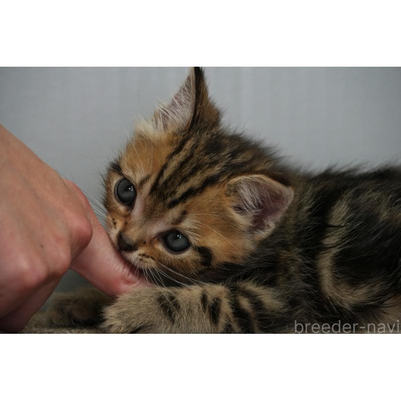 販売中の埼玉県のアメリカンショートヘア-128339の12枚目