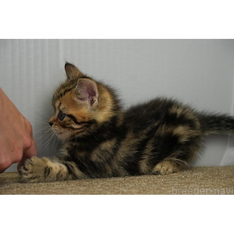 販売中の埼玉県のアメリカンショートヘア-128339の11枚目