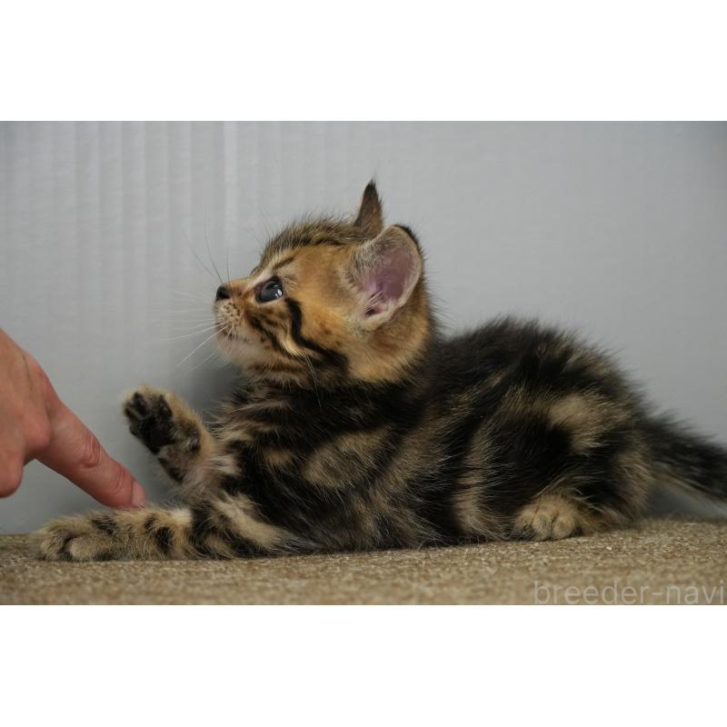 販売中の埼玉県のアメリカンショートヘア-128339の10枚目