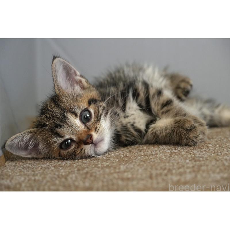 販売中の埼玉県のアメリカンショートヘア-128460の5枚目