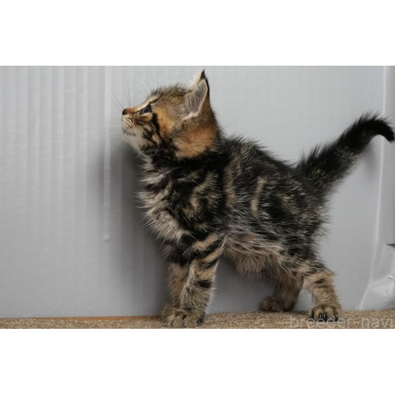 販売中の埼玉県のアメリカンショートヘア-128460の4枚目