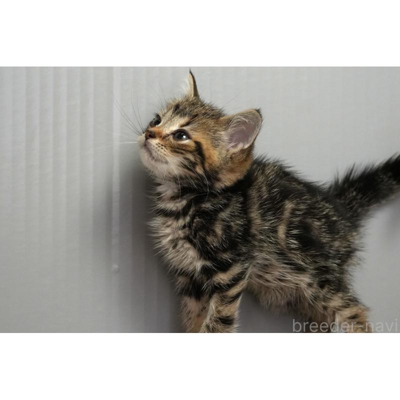 販売中の埼玉県のアメリカンショートヘア-128460の3枚目