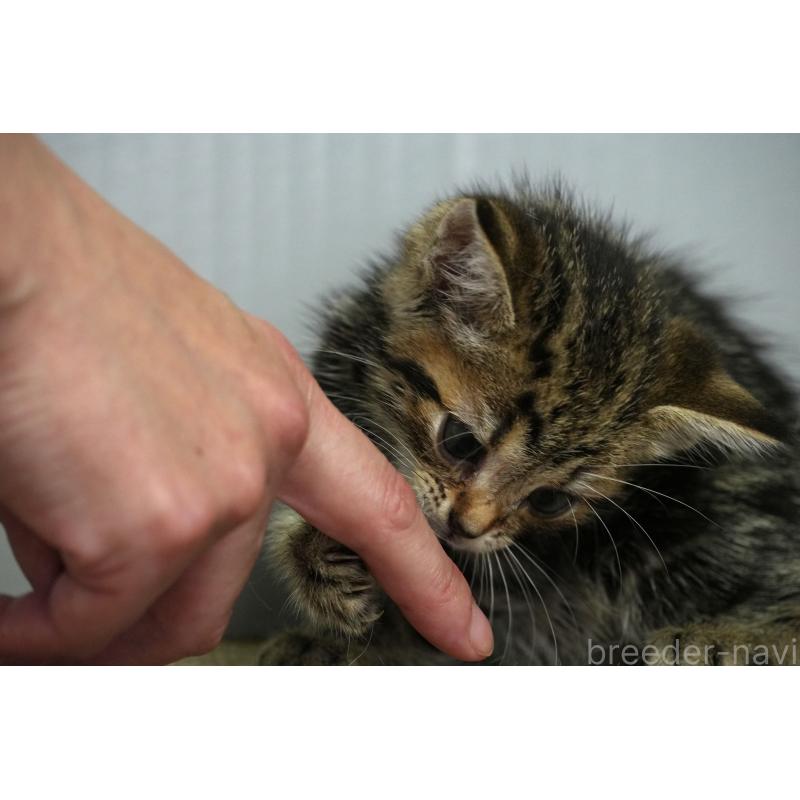 販売中の埼玉県のアメリカンショートヘア-128460の2枚目