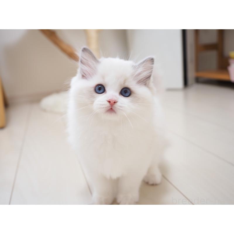 成約済の埼玉県のラグドール-126508の16枚目