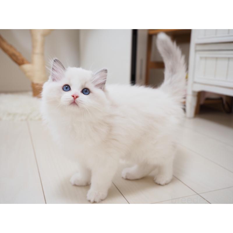 成約済の埼玉県のラグドール-126508の15枚目