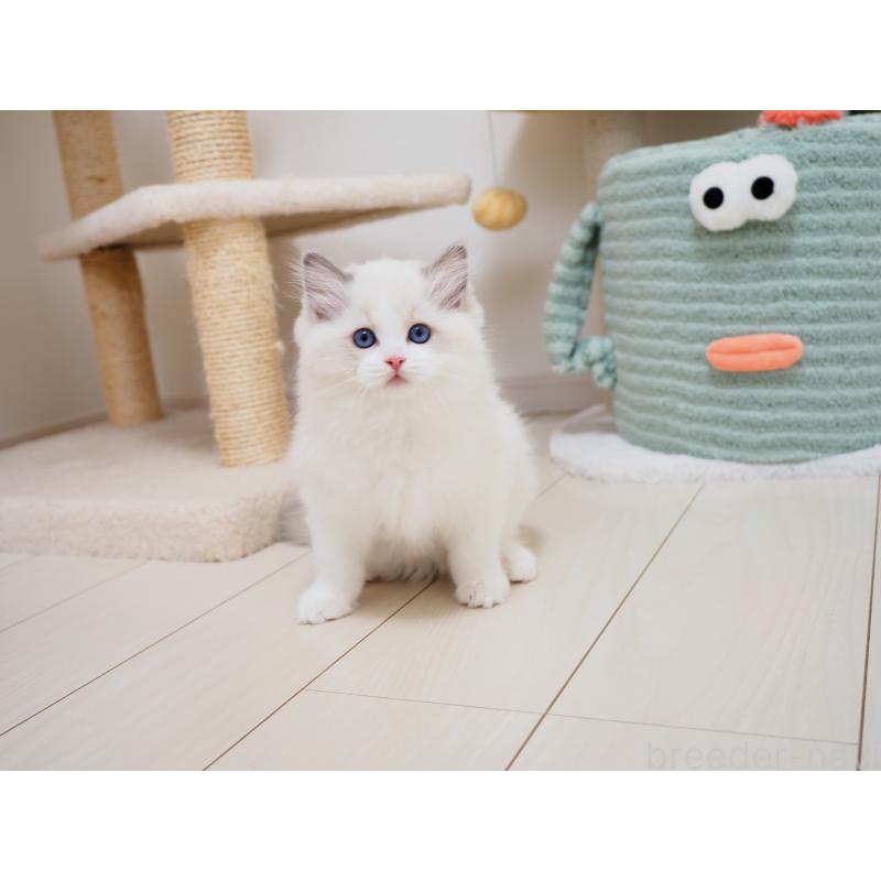 成約済の埼玉県のラグドール-126508の14枚目