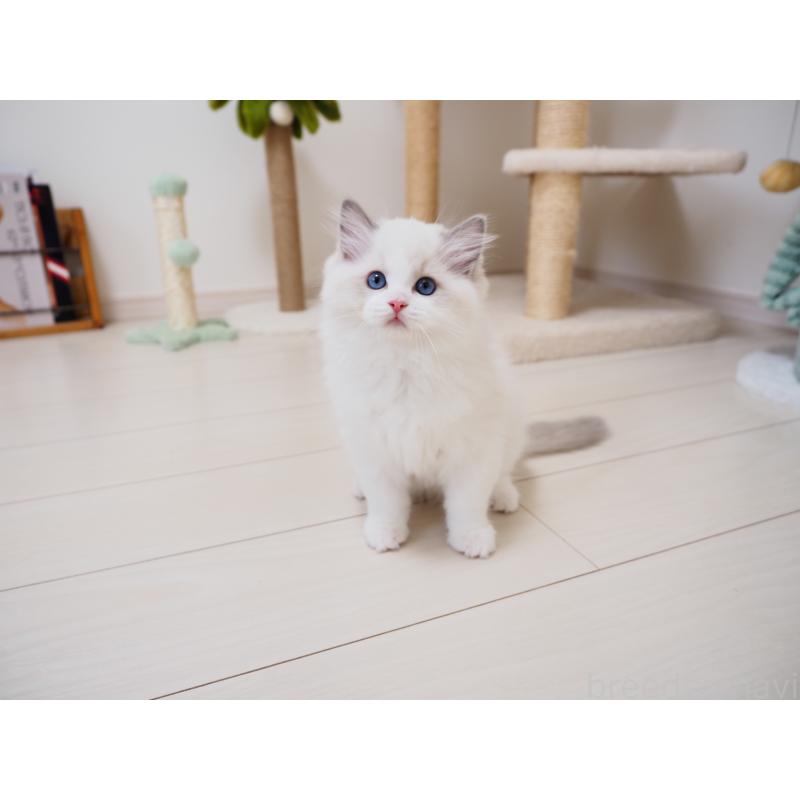 成約済の埼玉県のラグドール-126508の13枚目