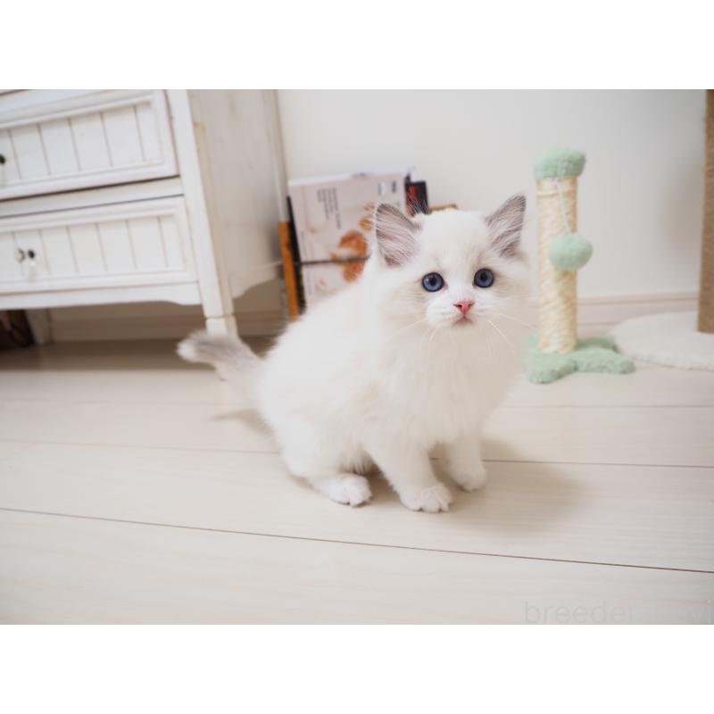 成約済の埼玉県のラグドール-126508の12枚目