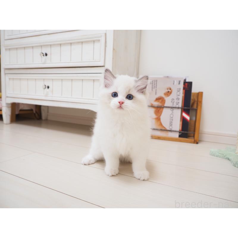 成約済の埼玉県のラグドール-126508の11枚目