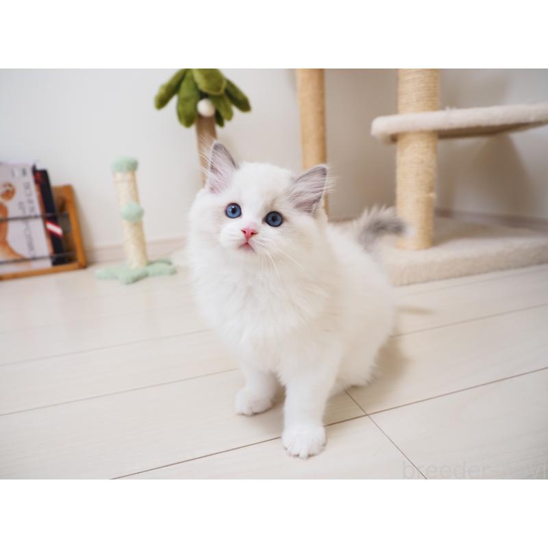 成約済の埼玉県のラグドール-126508の10枚目