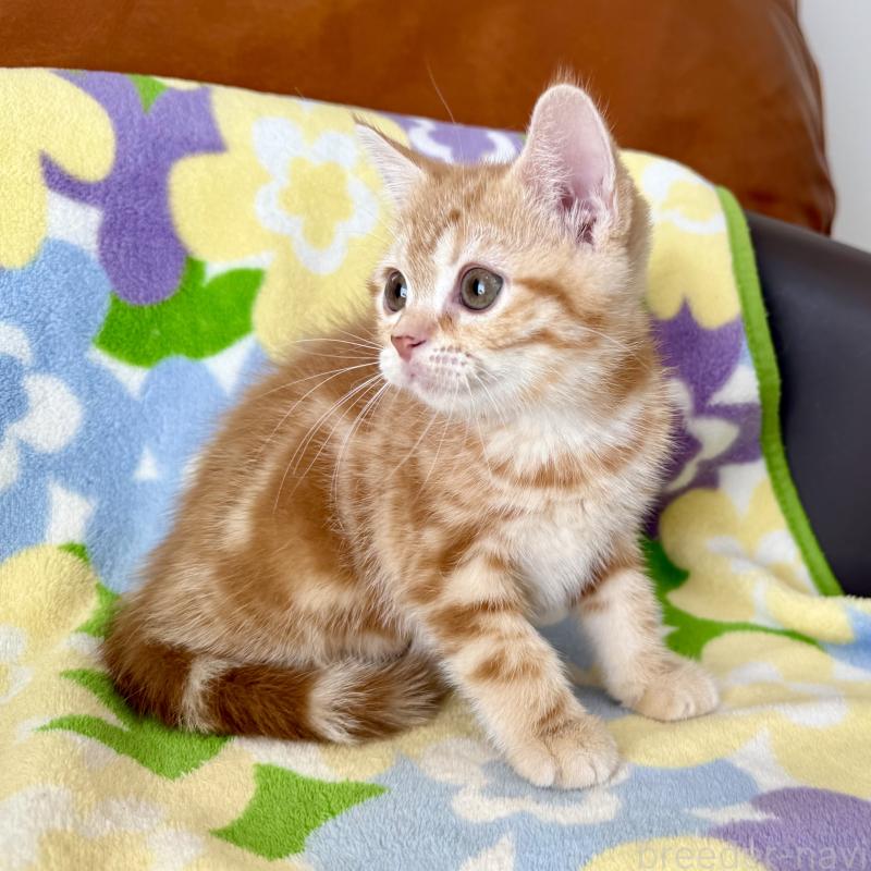販売中の神奈川県のマンチカン-125736の4枚目