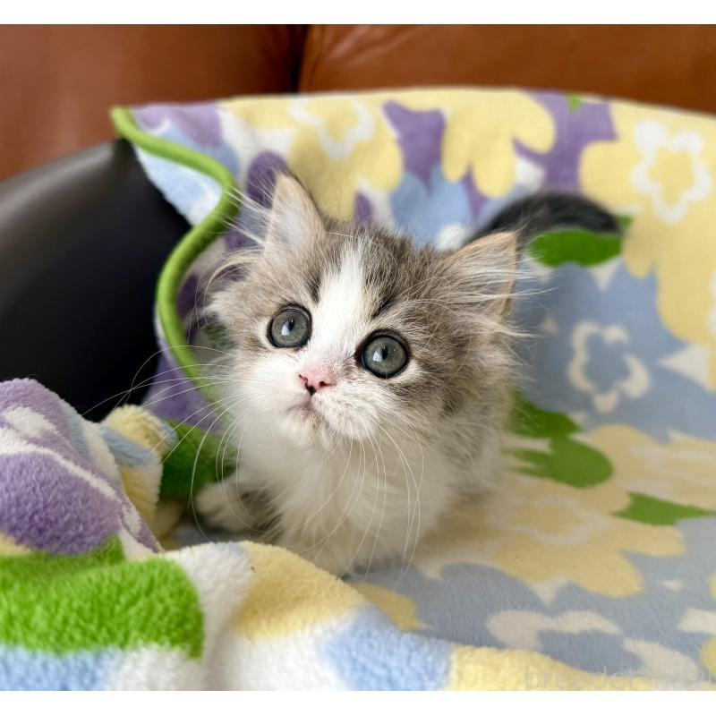 成約済の神奈川県のマンチカン-128415の9枚目