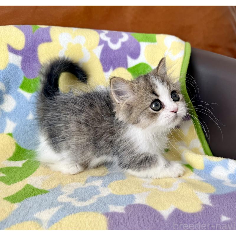 成約済の神奈川県のマンチカン-128415の8枚目