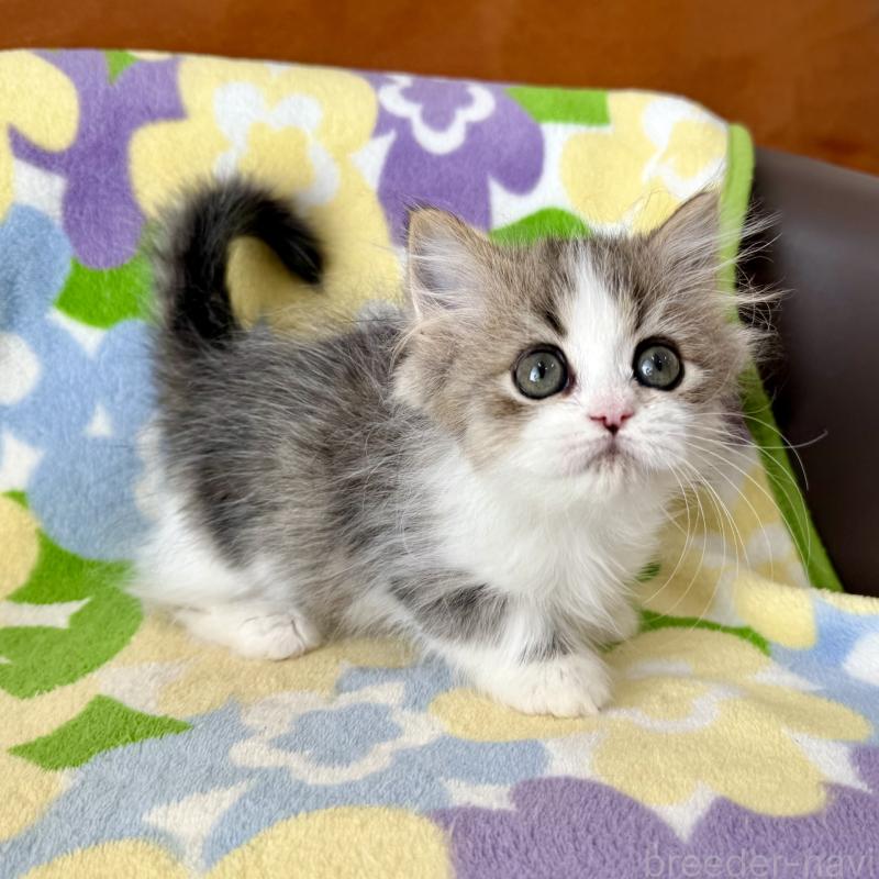 成約済の神奈川県のマンチカン-128415の7枚目