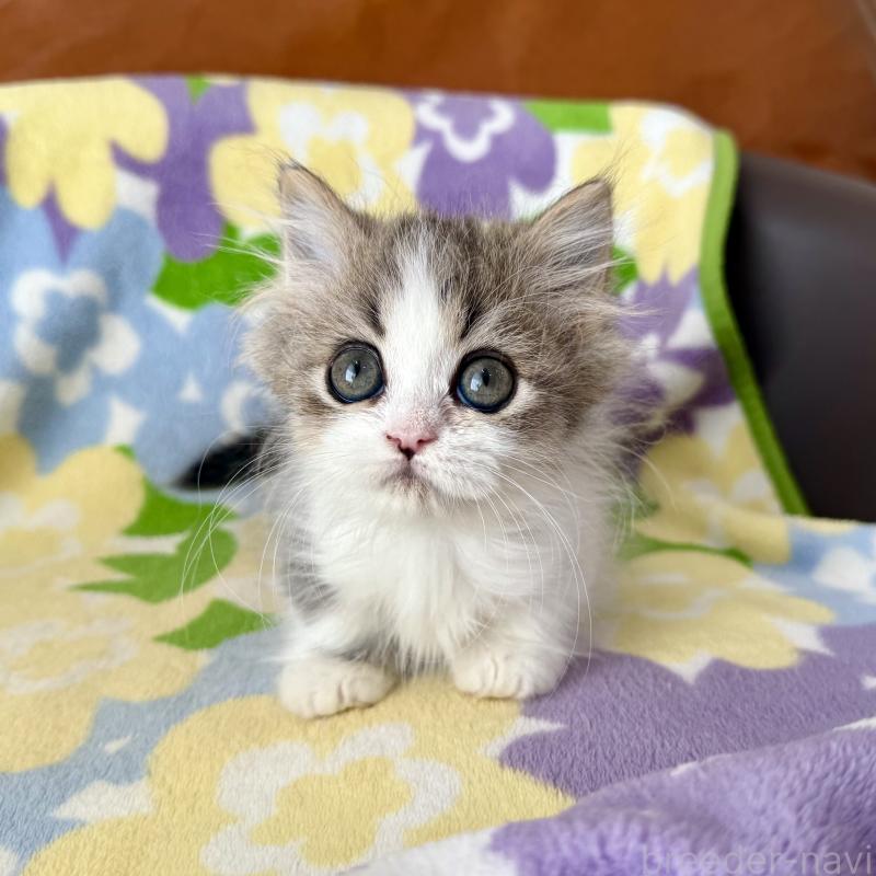 成約済の神奈川県のマンチカン-128415の6枚目