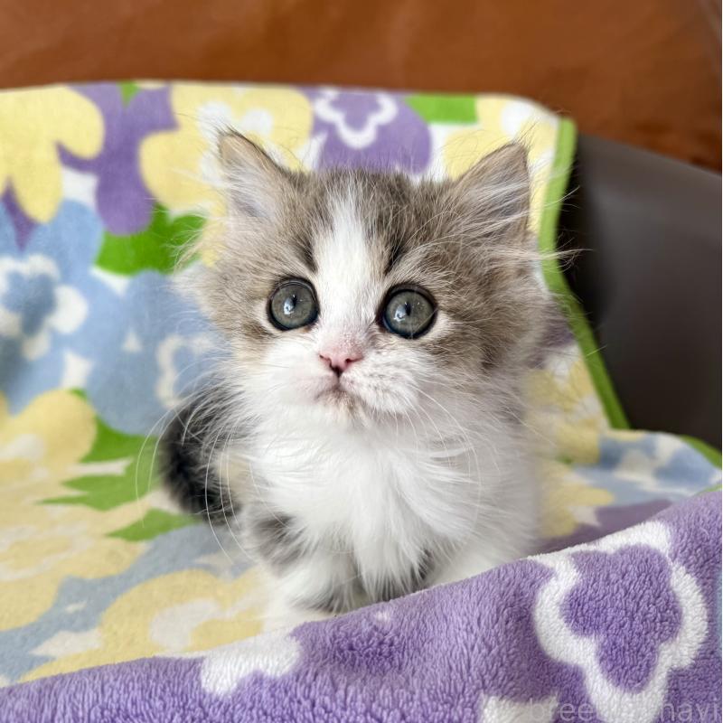 成約済の神奈川県のマンチカン-128415の1枚目