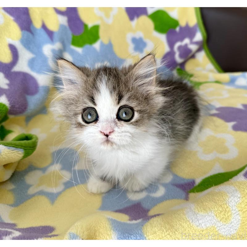 成約済の神奈川県のマンチカン-128415の5枚目