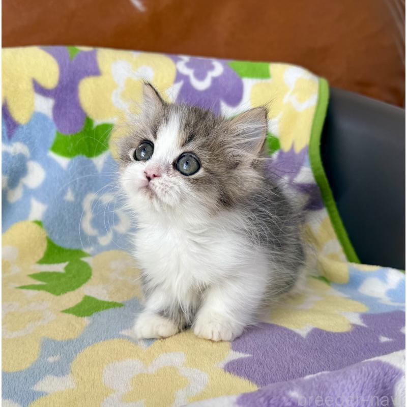 成約済の神奈川県のマンチカン-128415の4枚目