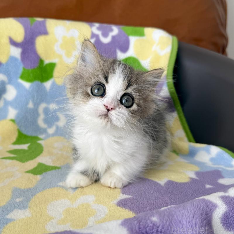 成約済の神奈川県のマンチカン-128415の3枚目