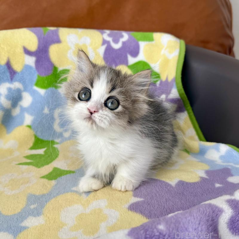 成約済の神奈川県のマンチカン-128415の2枚目