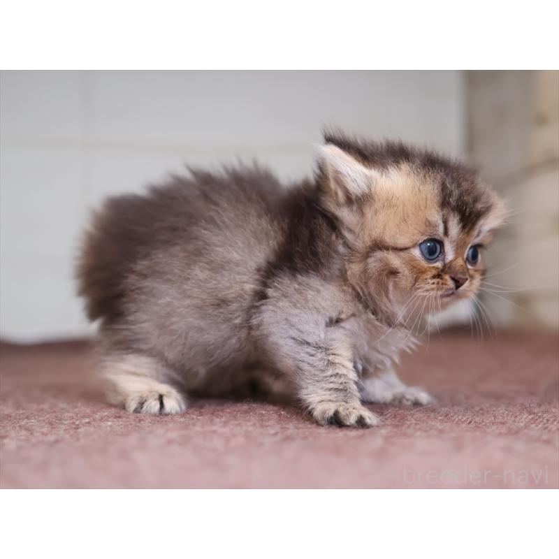 成約済の愛知県のブリティッシュショートヘア-127735の11枚目