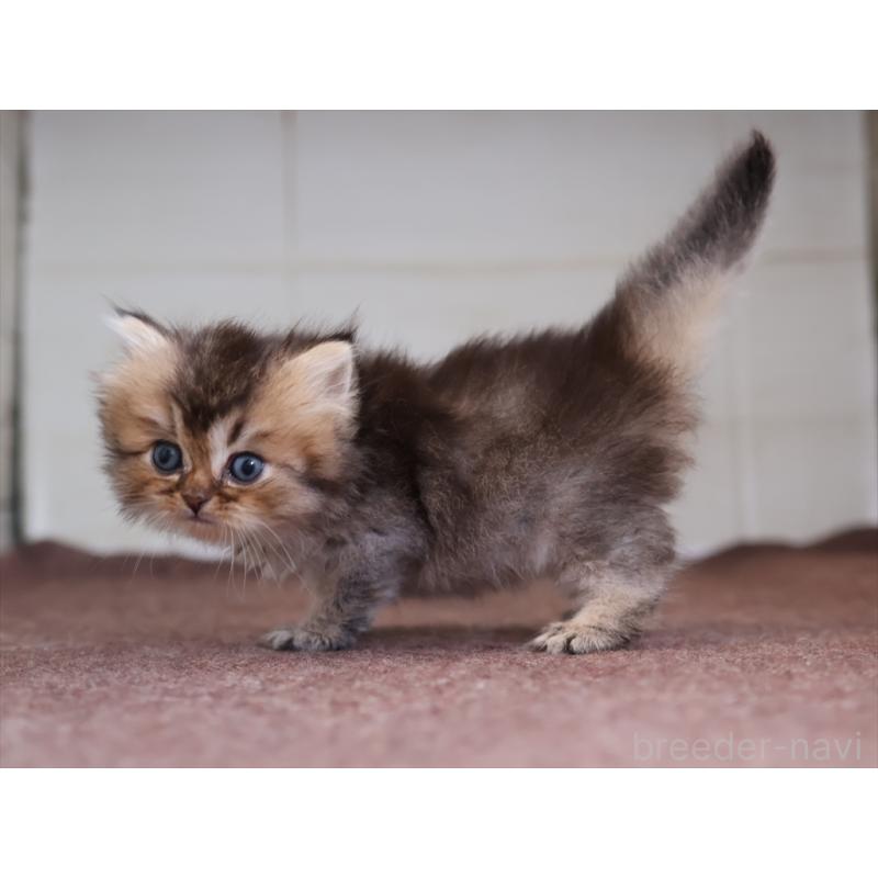 成約済の愛知県のブリティッシュショートヘア-127735の10枚目