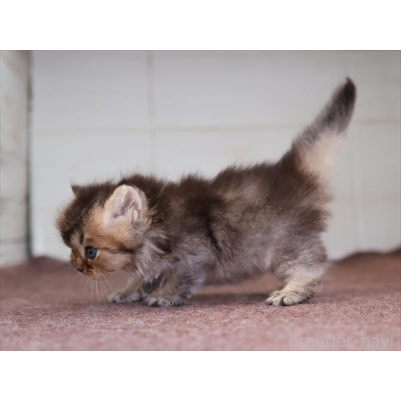 成約済の愛知県のブリティッシュショートヘア-127735の9枚目