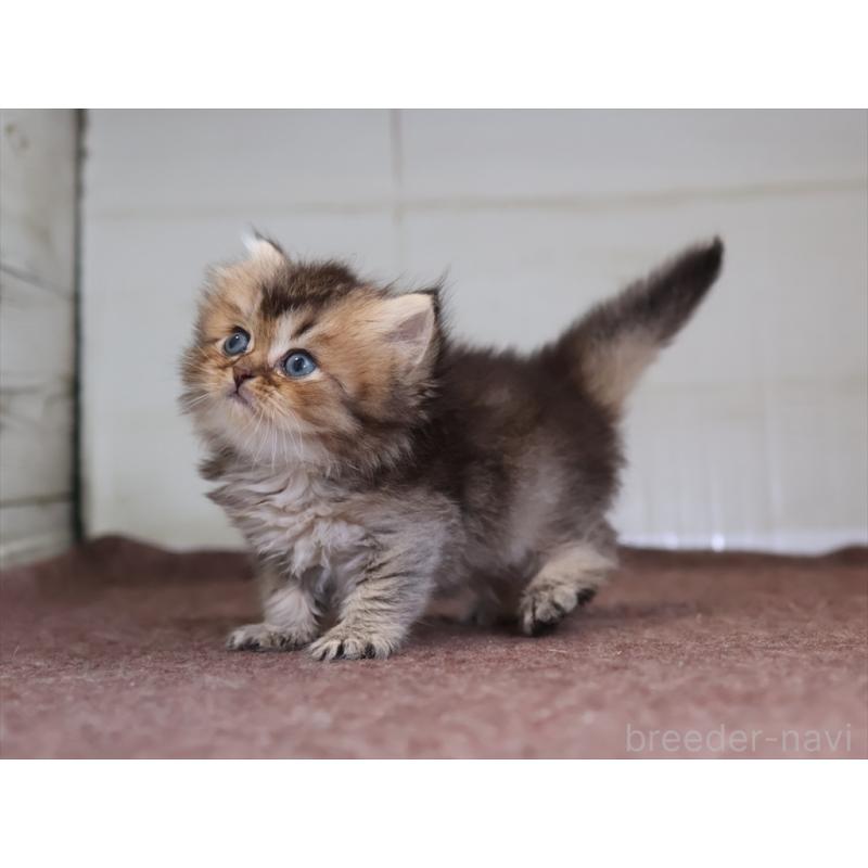 成約済の愛知県のブリティッシュショートヘア-127735の8枚目