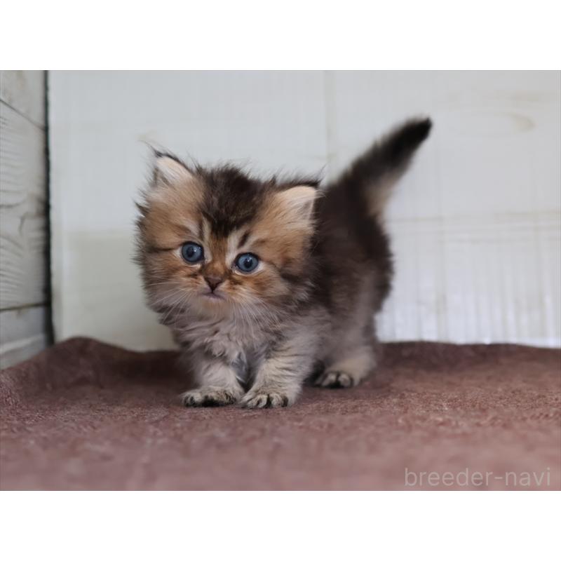 成約済の愛知県のブリティッシュショートヘア-127735の7枚目