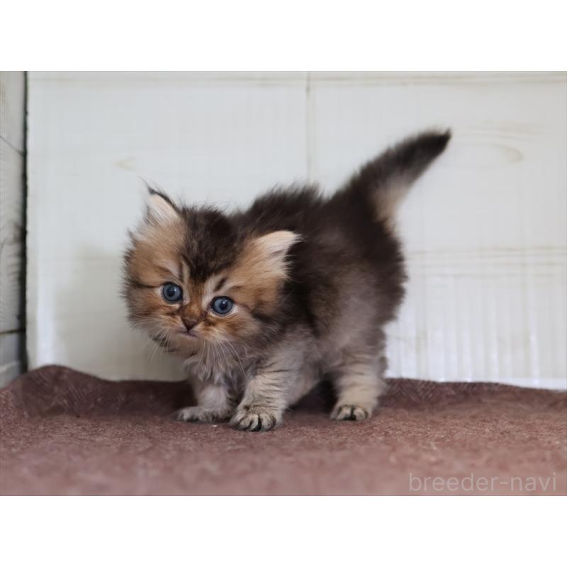 成約済の愛知県のブリティッシュショートヘア-127735の6枚目