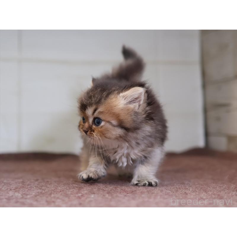 成約済の愛知県のブリティッシュショートヘア-127735の5枚目