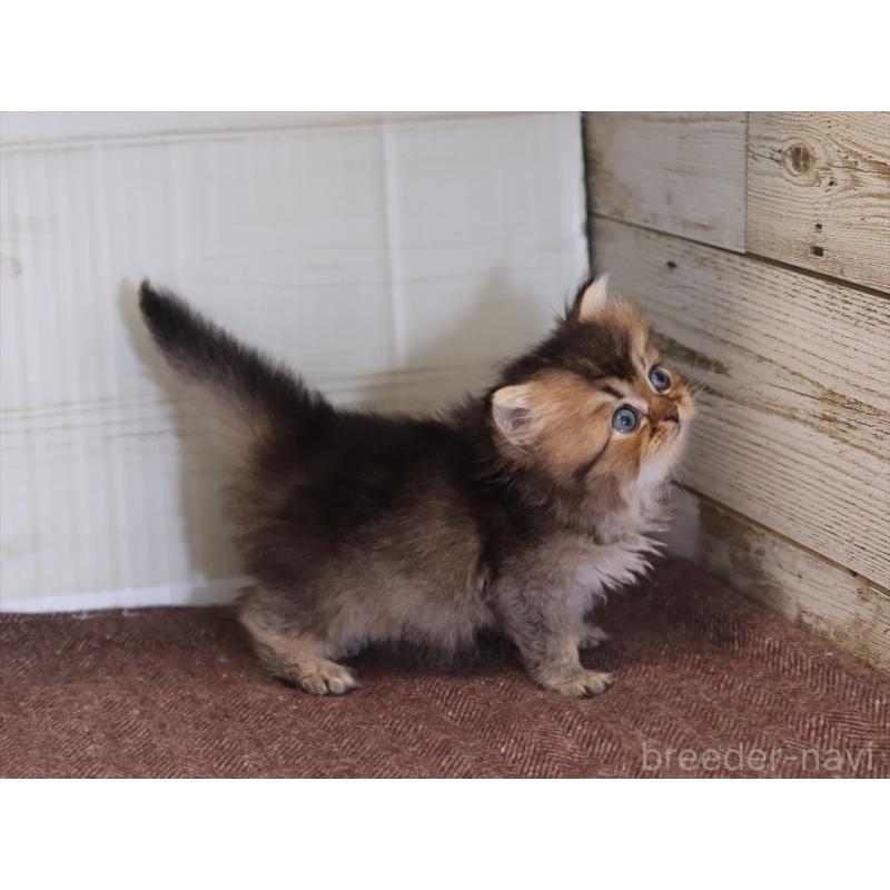 成約済の愛知県のブリティッシュショートヘア-127735の4枚目