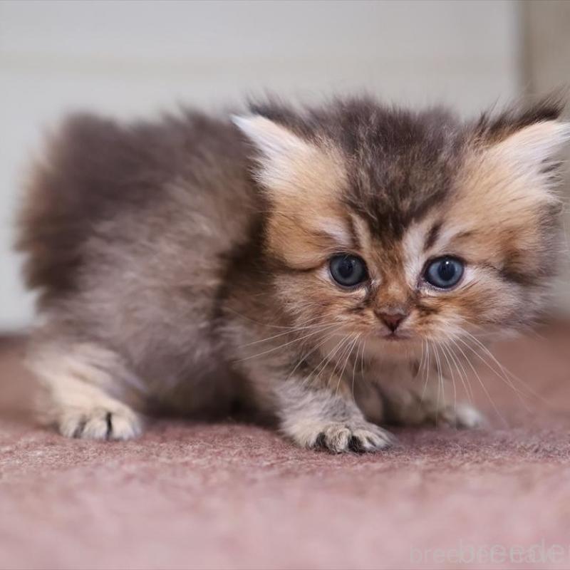 成約済の愛知県のブリティッシュショートヘア-127735の1枚目