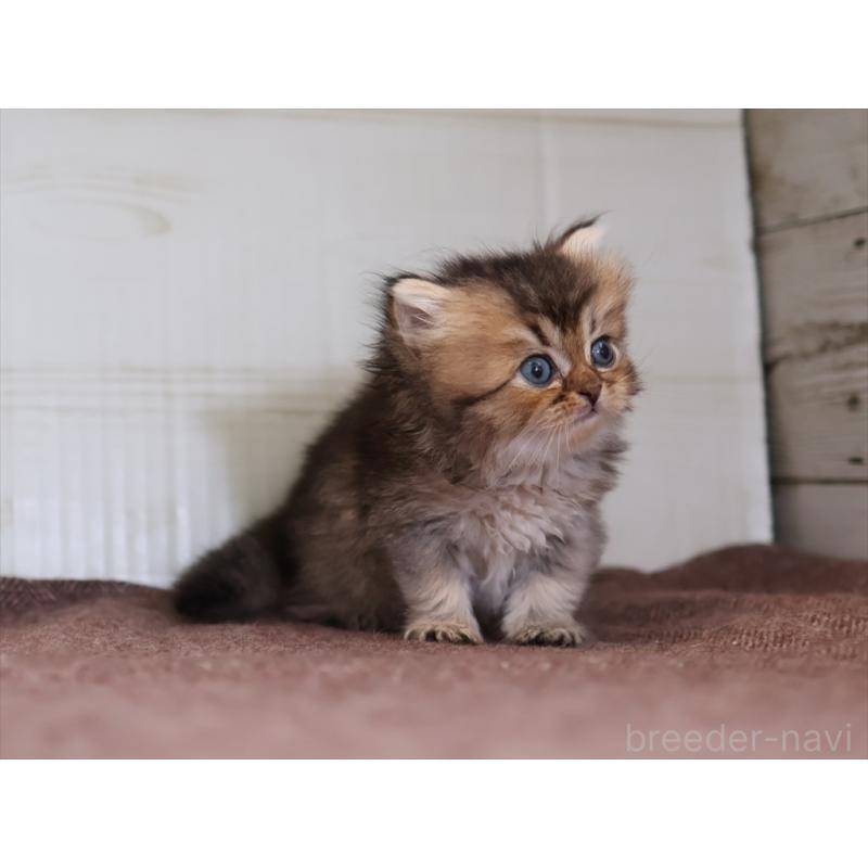 成約済の愛知県のブリティッシュショートヘア-127735の3枚目