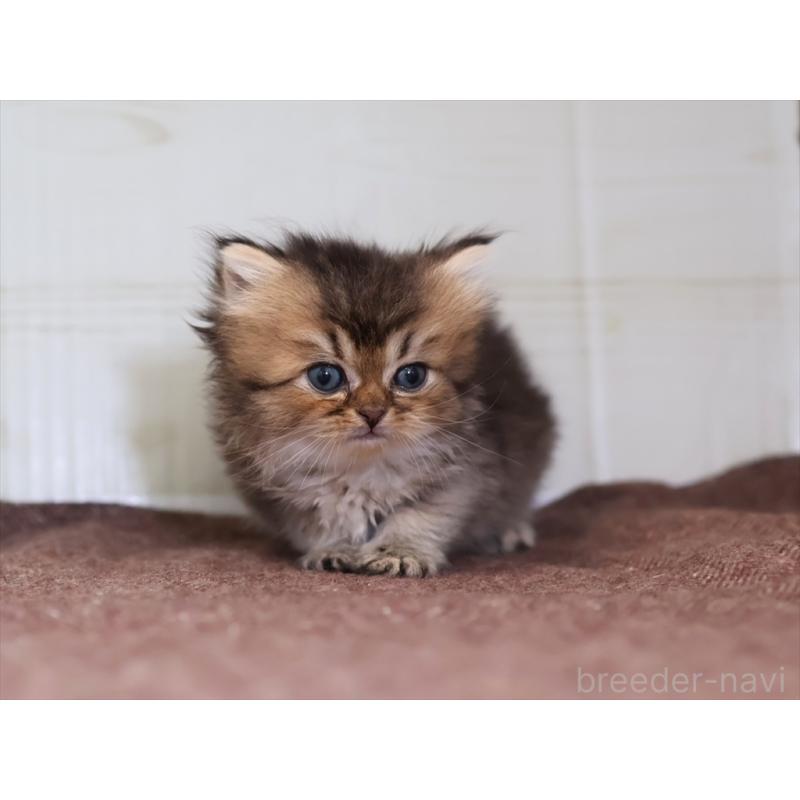 成約済の愛知県のブリティッシュショートヘア-127735の2枚目