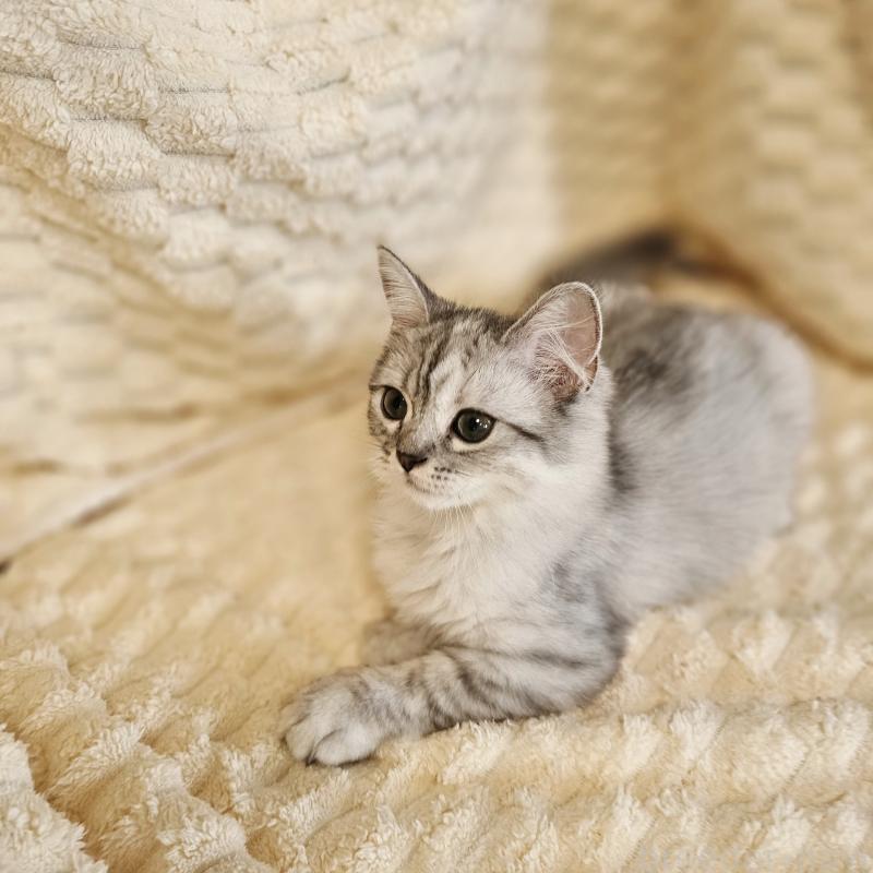 成約済の茨城県のミヌエット-126645の2枚目