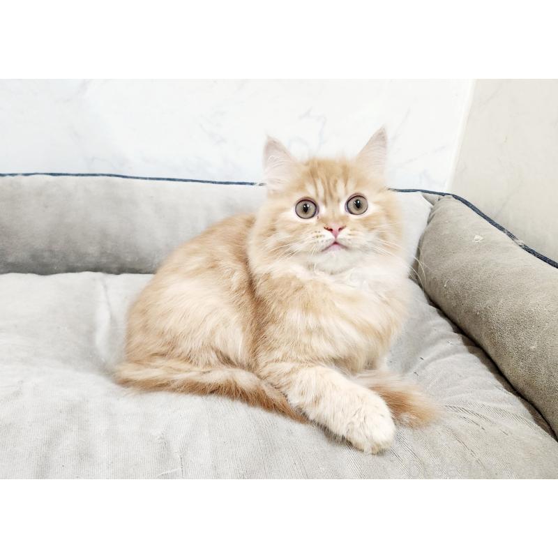 販売中の北海道のスコティッシュフォールド-128276の5枚目