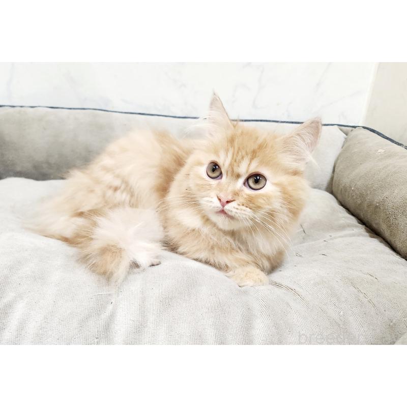 販売中の北海道のスコティッシュフォールド-128276の4枚目