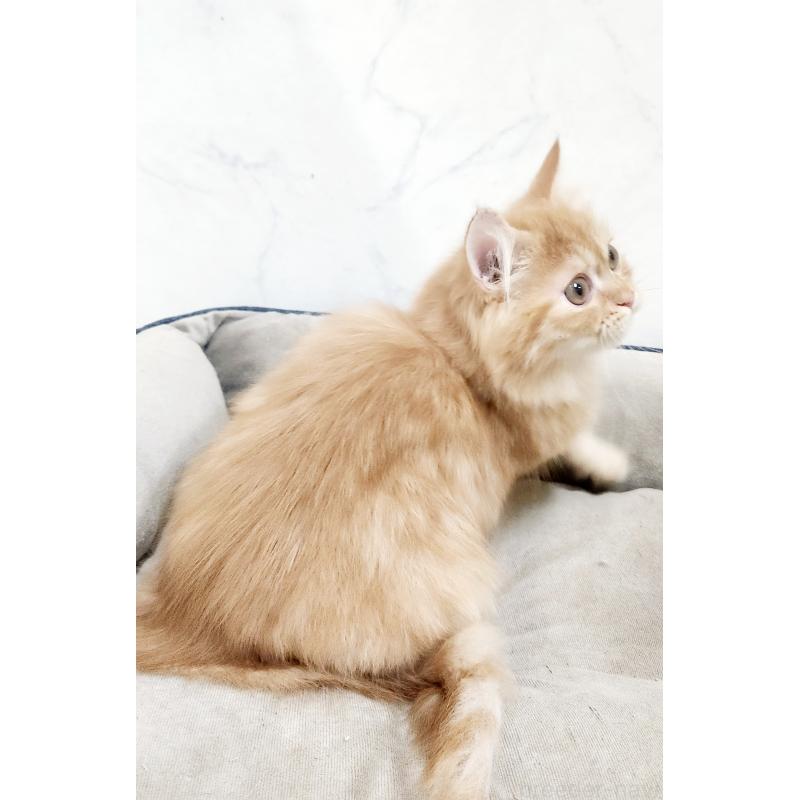 販売中の北海道のスコティッシュフォールド-128276の3枚目